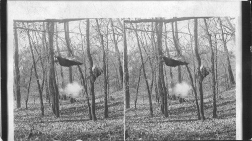 Shooting Wild Turkeys - great sport in Oklahoma, USA