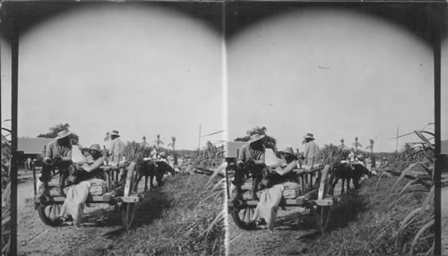 Arrival of an ambulance from the burned districts, Eruption of Aug. 30, 1902. Martinique, F.W.I