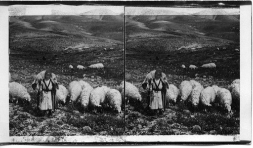 A Shepherd Boy and His Flock in a Hillside Pasture near Bethlehem. Palestine