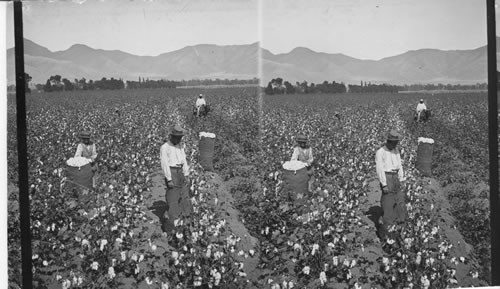 Picking cotton with Chinese labor on irrigated land at the foot of the Andes. Vitarte. Peru