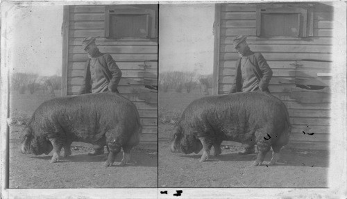 Mammoth Boar, Advance 161548, 2 yr. old, weight 810 lbs. Owner, P. Haworth, Lawrence, Kan