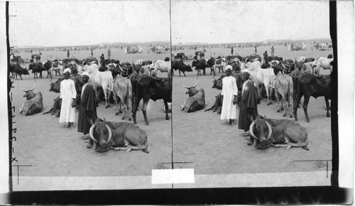 Types of Sudanese cattle- Market day at Omdurman. Egypt