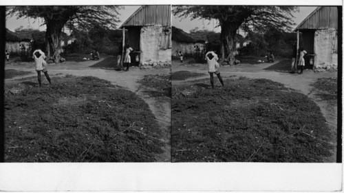 Haiti - Vroix des Missions: A group of native houses in the farmland north of Port-au-Prince. Two of the men are making rope from sisal fiber--their method is very primitive. Sawders 1949