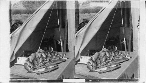 With rods and flies, a morning's catch of trout in the Upper Gallatin River, Montana