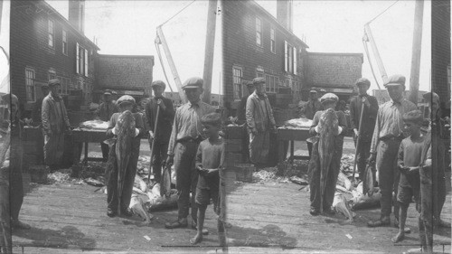 Dressing fish, after the day's catch, Canso, N.S., Canada