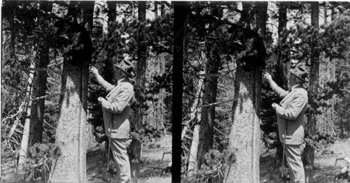 "Max" a bear, comes out of the tree and is fed by Pres. Harding. Yellowstone Park