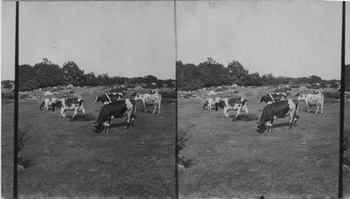 Cows in Rocky Pasture, Mass