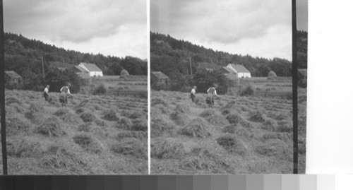 A hay field. Scotland