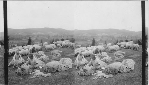 Shearing sheep on an Eastern sheep farm, Michigan