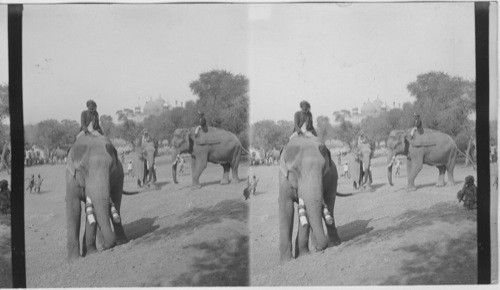 The Nizan’s elephant - Agra, India