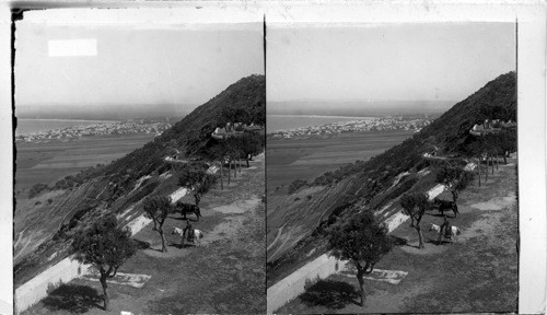 Haifa and the Bay of Akka from Mt. Carmel. Palestine