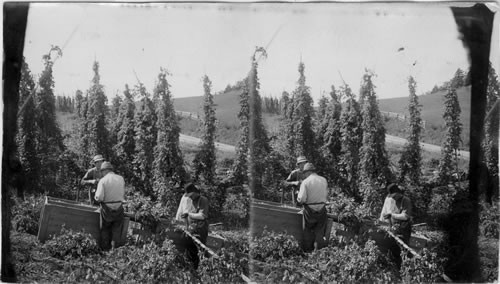 Hops Picking, Otsego Co., N.Y