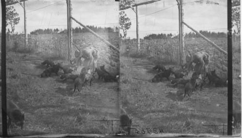 Showing a number of Silver Black Fox in one pen, Rosbank Fur Farms, Ltd. Southport, P.E. Island