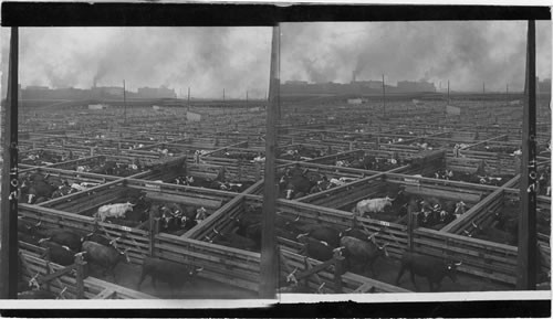 General View of the Great Union Stock Yards, looking N.W. to the Packing Houses