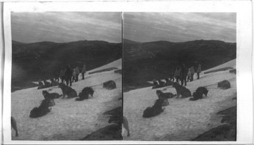 Labrador. Eskimos and Their Dogs, Hopedale, Labrador