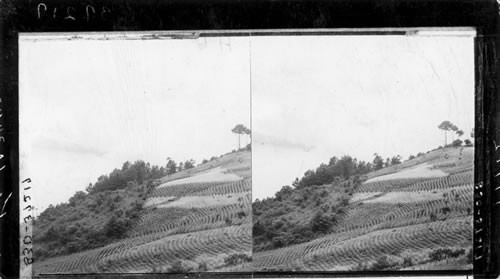 A cultivated hillside in Guatemala. C.A. Oudine, 1938-39. Not cataloged