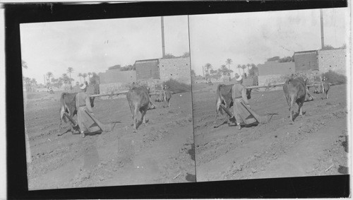 Preparing Land with wooden plow near Cairo, Egypt