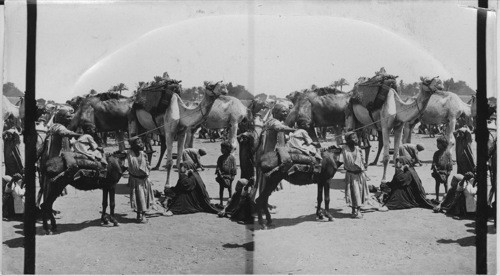 Three year old Camel Driver, Cairo, Egypt
