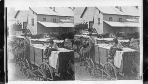 Wagon loads of cotton waiting their turn at the gin. Texas