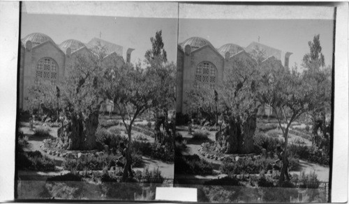 Garden of Gethsemane from North and New Church Jerusalem, Palestine