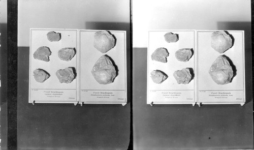 At left P5083 - Fossil Brachiopods, Leptaena Rhombordalic, Niagara Group, Chicago, Ill. - At right P5130 fossil. Brachiopods Stropheodonta profunda, conr. Niagara Group, Chicago, Field Museum, Chicago, Ill