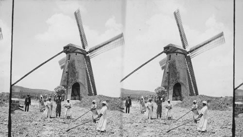 Drying the "cane trash" on a sugar estate. Barbados