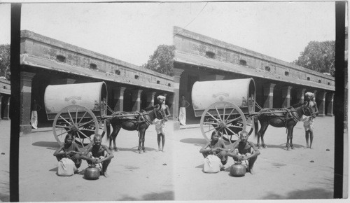 Horse in transportation cart. India