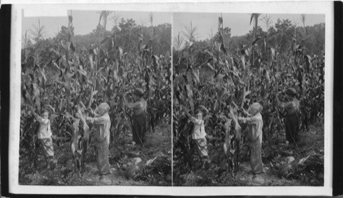 The exceptionally tall corn stalks that grows in Mountain Regions of the Southern States. Perhaps Kentucky