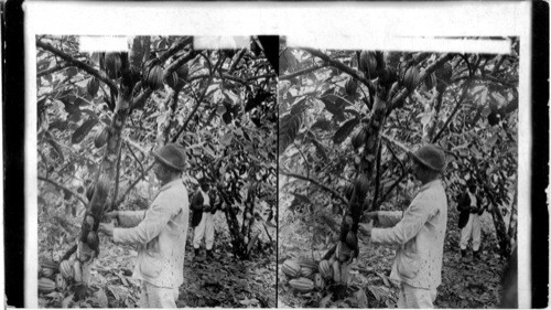 Gathering cacao pods - one of Costa Rica's most valuable products - near Port Limon. Costa Rica