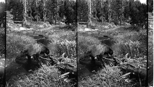 Grizzly bear n the wooded wilderness of famous Yellowstone Natl. Park. Wyoming