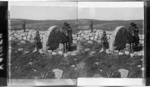 Strange Round Stone Relic of Pagan Rites - N.W. - showing “rise” of Nebs. Palestine