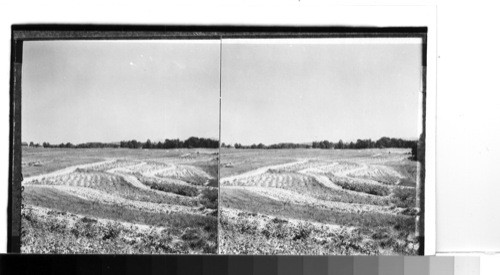 Rows of cotton have been planted to overcome erosion, S. Carolina