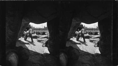 Section of Sinclair Dinosaur Exhibit, Century of Progress, 1933