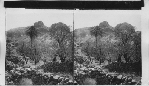 Bedouin Gardens in the Mt. Sinai Wilderness, Egypt