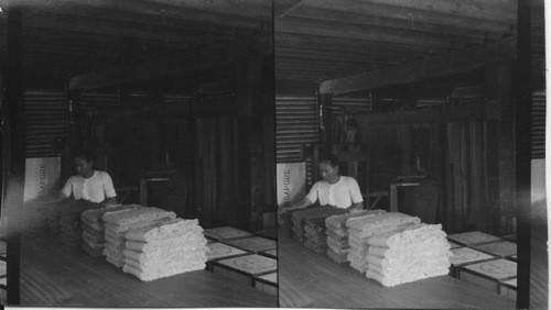 Packing Graded Rubber For Shipment. Shows Rubber In Form Which It Is Shipped. Basilan Island, P.I