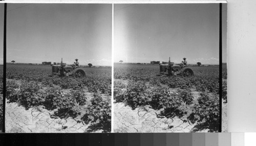 Dusting Cotton with Tractor, Tex