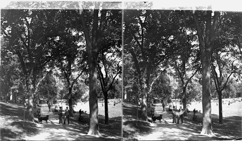 Under the Elms on old Boston Common. Massachusetts