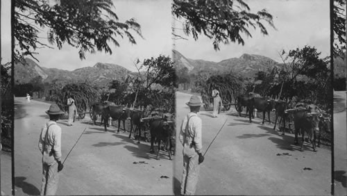 Open hauling "cane trash". St. Andrews Parish. Barbados