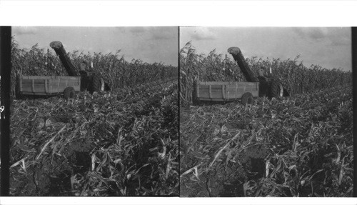 A new corn picking machine in operation on a farm in North Carolina, Swanquarter, N.C., 1952