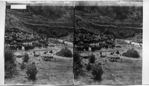 Sources of the Jordan at Banias, southern base of Mt. Hermon, Syria