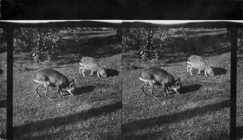 Mara - a rabbit like animal from the foothills of the Cordillera, Argentine