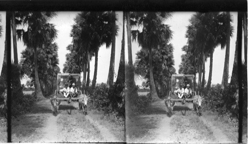 A Bullock Cart in an Avenue Bordered with Palms, India