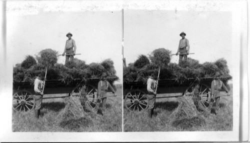 Canada. Hauling Grain to the Thresher, Manitoba, Can