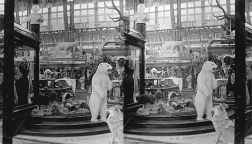 Magic Fur Exhibition, Liberal Arts Building, World's Columbian Exposition