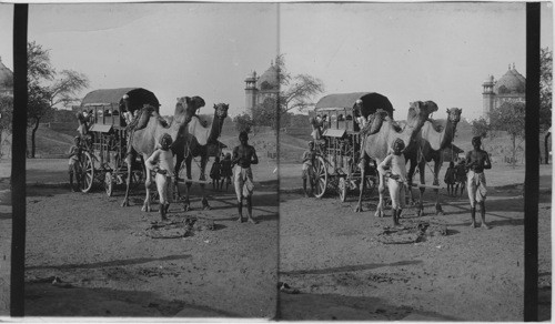 Camel wagon at Agra. India