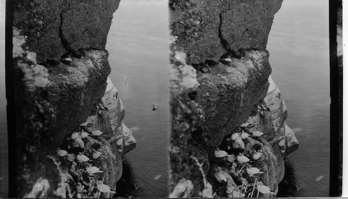 Gammet ledges, - the homes of the gannets - on the St. Lawrence River near Perce Village. Quebec - Canada