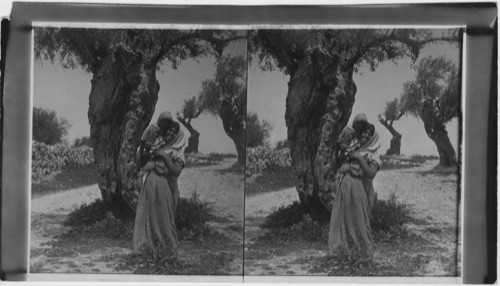 Woman, child and olive tree, Jerusalem