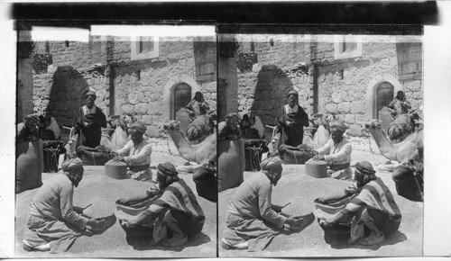 Measuring wheat in a Bibical way - Bethlehem. Palestine