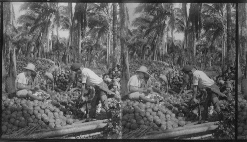 A Coconut Farm In The Interior. Philippines