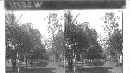 In an orange grove. Mandeville, Jamaica